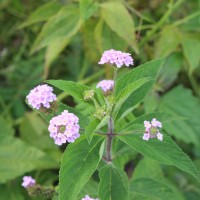 <i>Lantana trifolia</i>  L.